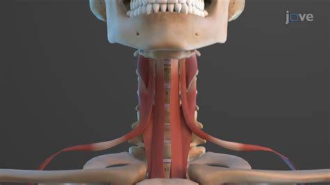 Video: Muscles of the Anterior Neck