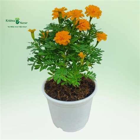 Jafri Plant - Orange Flower