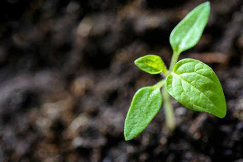 Boosting Root Strength in Perennials with Muriate of Potash for Fall and Winter Resilience ...