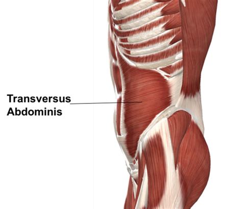 Transverse Abdominis Muscle