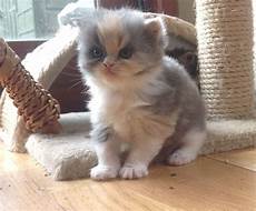 kitten for sale kittens for sale northton kitten for sale kittens for sale northton