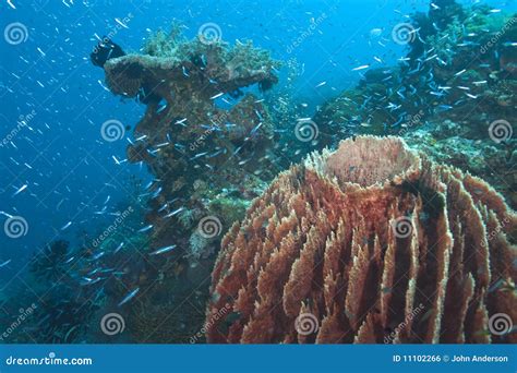 Giant barrel sponge stock photo. Image of schooling, fish - 11102266