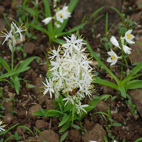 Safed Musli Benefits | Energy, Vitality & Wellness Guide – Vlado's ...