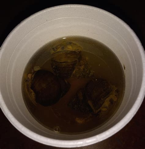 Image result for Shells Lil