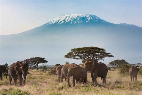 Tallest Peak In Africa