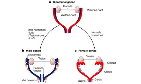 Development Of Gonads And Genital Ducts Males And