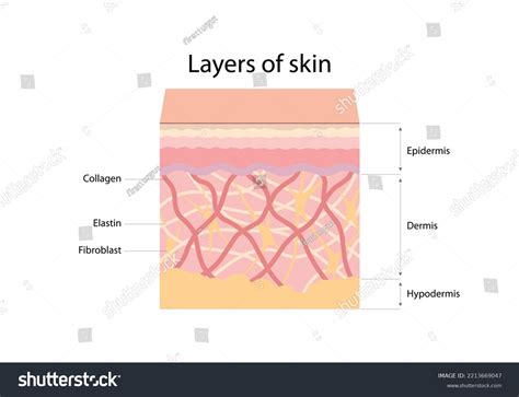 Structure Layers Skin Epidermis Dermis Hypodermis Stock Vector (Royalty Free) 2213669047 ...