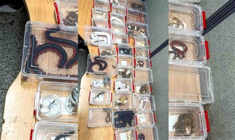 Customs seizes milk snakes, bearded dragons, gecko lizards and more at ...