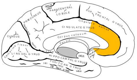 Cingulate cortex Disorders 的图像结果