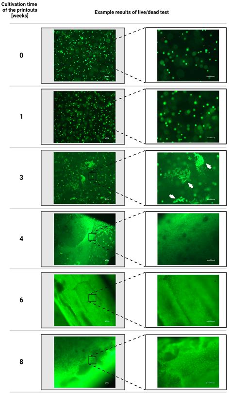Improvement of Mechanical Properties of 3D Bioprinted Structures ...