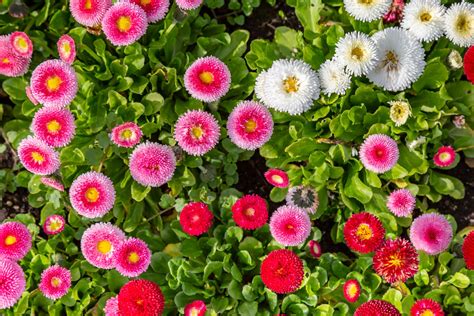 English Daisy: Care and Growing Guide