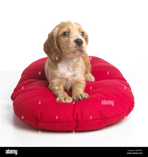 4 week old baby hi-res stock photography and images - Alamy