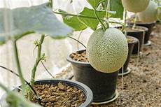 coltivare in vaso come coltivare il melone non sprecare coltivare in vaso come coltivare il melone non sprecare