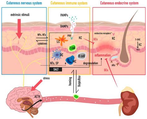 Life | Special Issue : Skin Homeostasis: Mechanisms, Communication ...