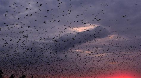 SHOEBILL ISLAND CAMP (Kasanka National Park) - Campground Reviews ...