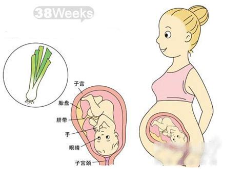 分娩前后子宫的惊人变化：看内脏被挤成了啥样