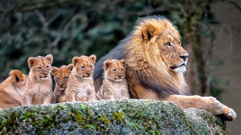 animals, Mammals, Lion, Cubs, Baby animals Wallpapers HD / Desktop and ...
