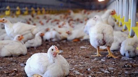 Poultry and Biosecurity: ब्रायलर मुर्गों को रखना है बीमारी से दूर तो ...