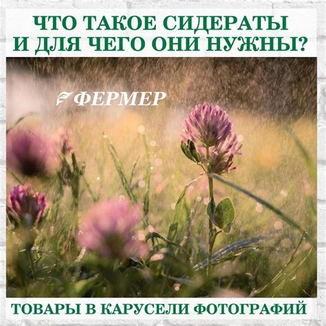 Что такое сидераты и для чего они нужны? — ОПТ ФЕРМЕР на TenChat.ru