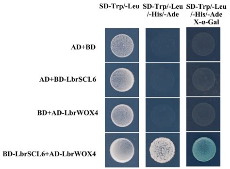 Unraveling the Molecular Mechanisms by Which the miR171b-SCL6 Module ...