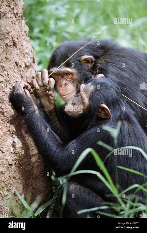 Image result for Chimps Using Sticks for Tools