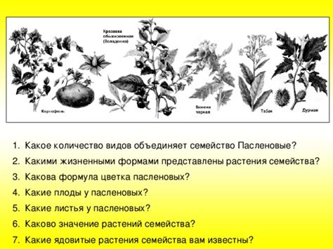 Отдел: Покрытосеменные? (Angiospermae), класс Двудольные (Dicotyledones)