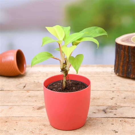 Buy Philodendron Plants online from Nurserylive at lowest price.