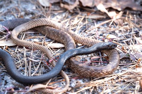Snakes of South Carolina | South Carolina Partners in Amphibian and ...