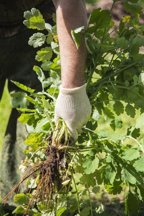 Image result for Uprooting Using Hands