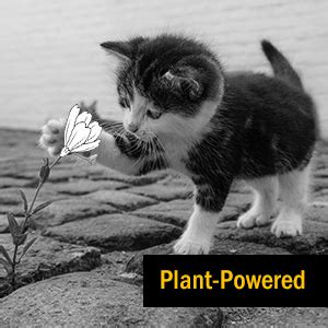 Jolly Good Pets Hip & Joint Supplement for Dogs & Cats I 100% Plant ...