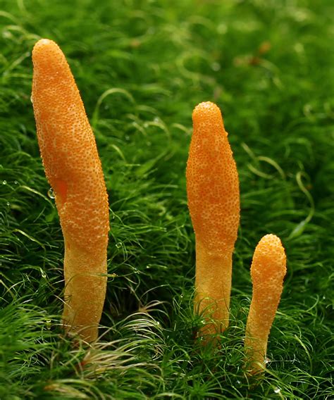 https://ultimate-mushroom.com/images/cordyceps-militaris-2.jpg