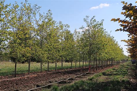 Autumn Brilliance® Serviceberry | Amelanchier x grandiflora 'Autumn ...