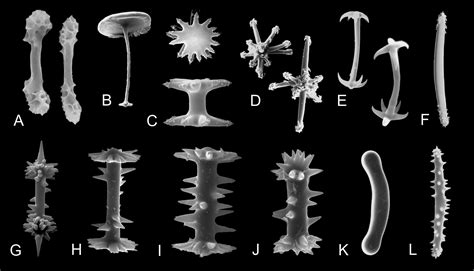 Utilizing sponge spicules in taxonomic, ecological and environmental ...