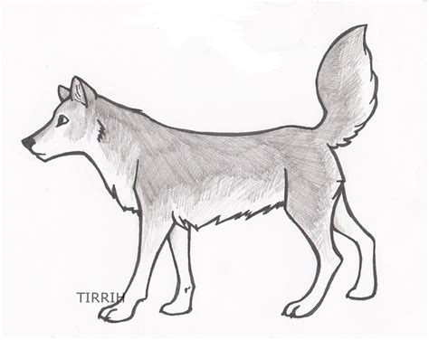 Simple Gray Wolf Drawing