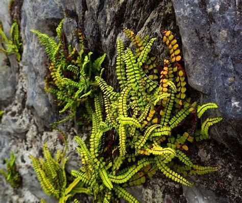 Image result for How to Glue Java Fern to Rocks