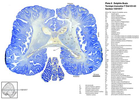 Atlas of the Brain of a Dolphin — Comparative Brain Anatomy