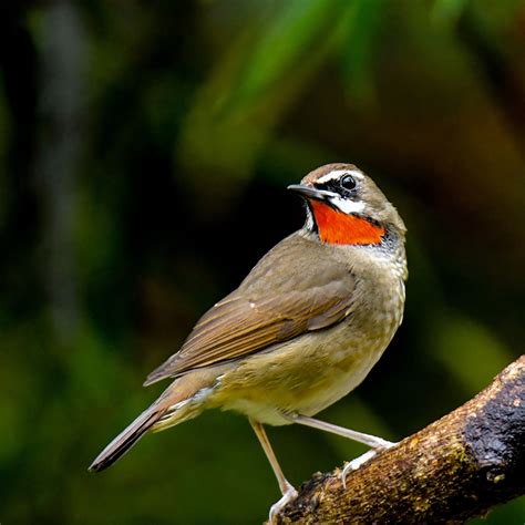 Download wallpaper 2780x2780 nightingale, bird, feathers, bright ipad ...
