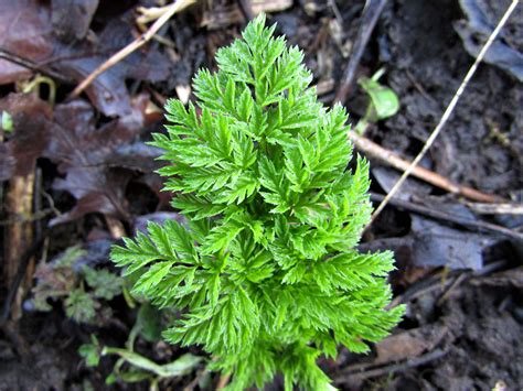 Hemlock, Poison Parsley, Conium maculatum