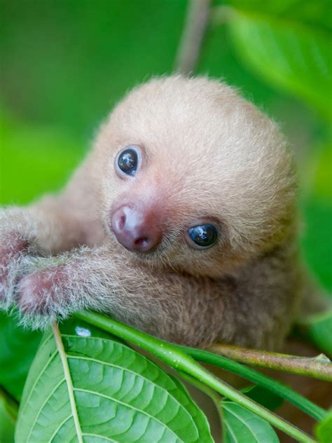 Cute Baby Endangered Animals