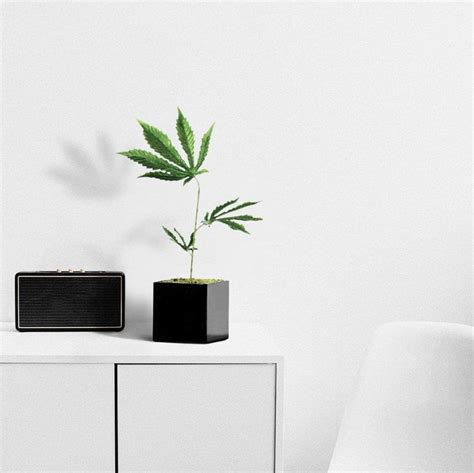 15" Fake Weed Plant Decor - Lifelike Cannabis Leaf in Black Pot - 420 ...