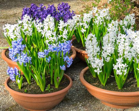 Hyacinths plant care and growing tips to follow | Gardeningetc