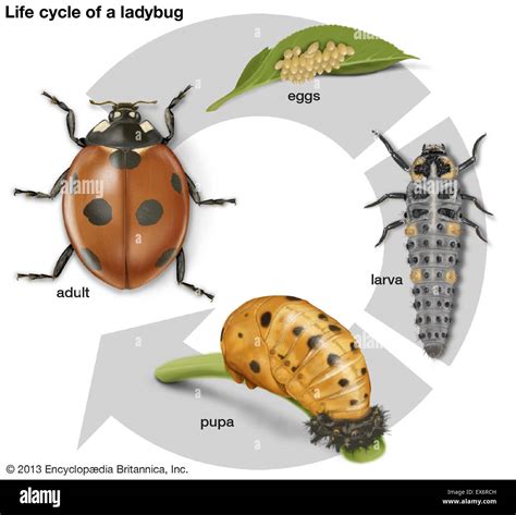 Life cycle of a ladybug Stock Photo - Alamy