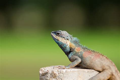 Image result for Lizard Dissection