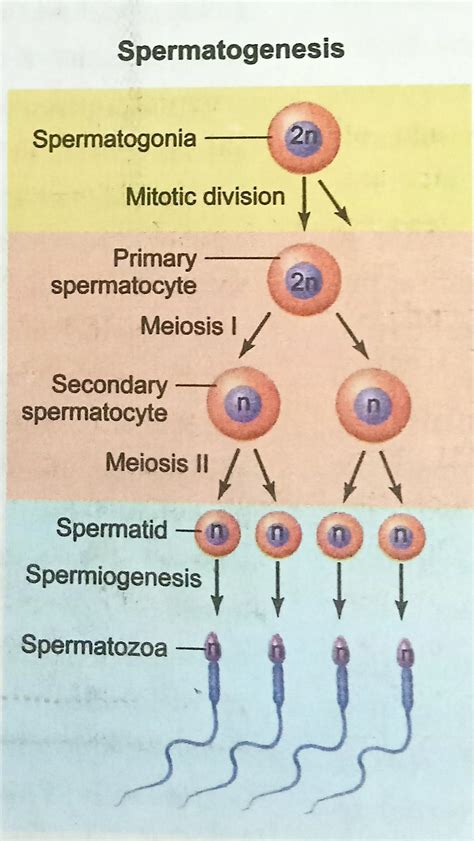 what is spermatogenesis process? - Brainly.in