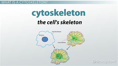 Image result for Cytoskeleton Structure