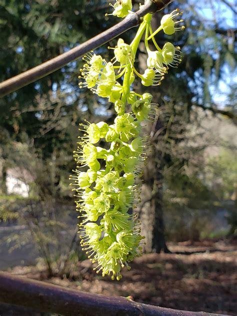 Image result for Pollen Coming Off Tree