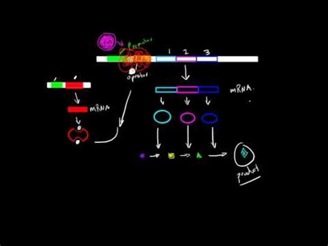 Structure of Operon Video Lecture - Biology for ACT