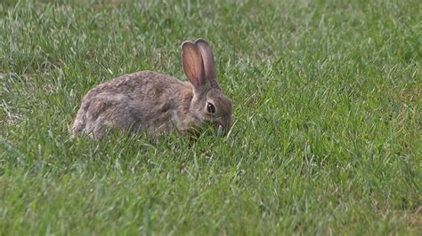 Rabbits with 'tentacles' or 'horns' growing from their heads spotted in ...