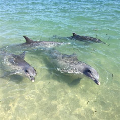 MONKEY MIA RESERVE (2026) All You Need to Know BEFORE You Go (with ...