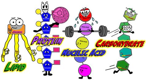 Image result for Macromolecules Building Blocks